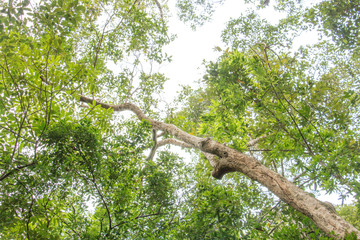 colorful of big tree,treetop view of tree,sky and treetop,copy space ,big tree from natural.