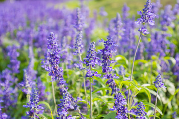 Closeup image of violet lavender flowers in the field in park.
