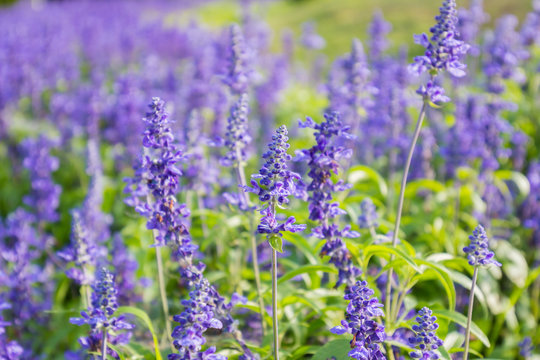 Closeup image of violet lavender flowers in the field in park. © nonchanon