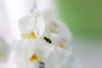 White orchid close up. Beautiful white flower.