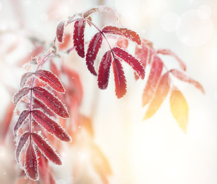 Autumn Background With Red Leaves Of Mountain Ash Covered With Hoarfrost