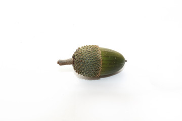 gland vert