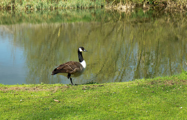  Canada Goose (Branta Canadensis) by the River Great Ouse