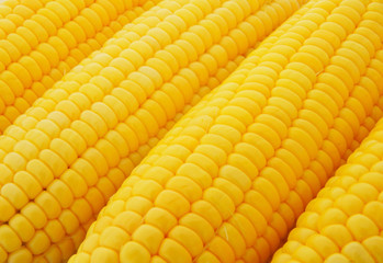 Yellow sweet corn ears as background