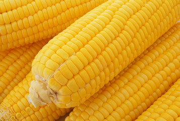 Yellow sweet corn ears as background