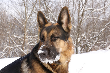 Dog german shepherd in a winter day