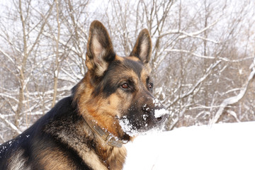 Dog german shepherd in a winter day