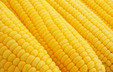 Ripe yellow sweet corn background