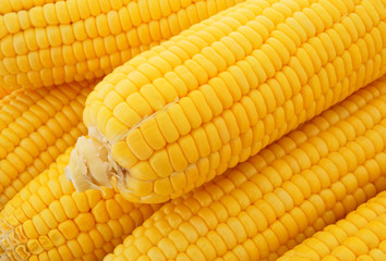 Ripe yellow sweet corn background