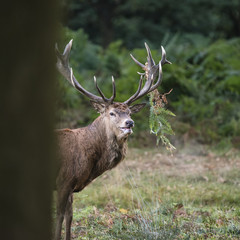 Majestic powerful red deer stag Cervus Elaphus in forest landsca