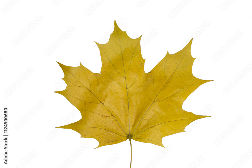 Wall mural maple leaf isolated on white background