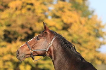 Portrait Brauner im Herbst