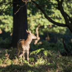 Young hind doe red deer in Autumn Fall forest landscape image