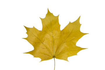 Naklejka na ściany i meble Maple leaf isolated on white background