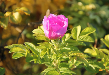beautiful pink bloom of common medlar