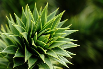 Tip of monkey puzzle tree branch Araucaria Araucana in afternoon sun