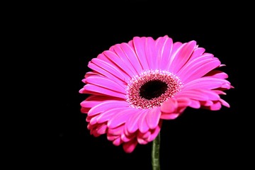 gerbera