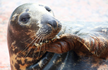 Grey seal