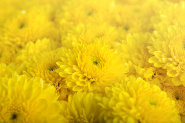 Close up flower background,colorful yellow flower.
