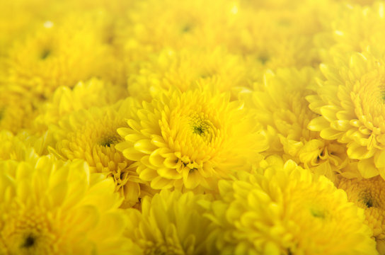 Fototapeta Close up flower background,colorful yellow flower.
