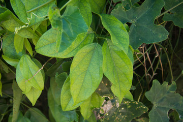 Tiliacora triandra or Thailand name Bai ya nang.