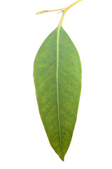 Obraz premium fresh green eucalyptus, young branch