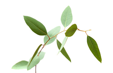 fresh green eucalyptus, young branch