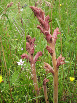 Brown broomrape flower