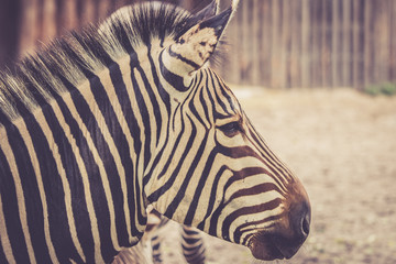 Zebra Kopf Profil