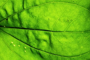 Leaf of narrowleaf plantain Plantago Lanceolata against direct sun