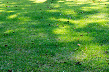 Shadow pattern on green grass