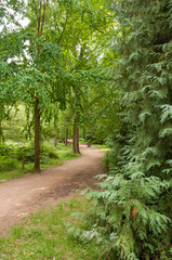 Fototapeta na wymiar Woodland parks in countryside of Britain.