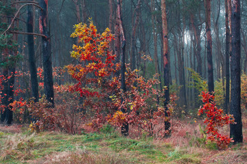 Jesień w lesie © Mariusz Stoszewski