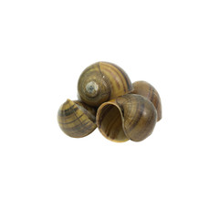 shell snail isolated on white