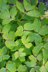 Aquilegia green foliage 