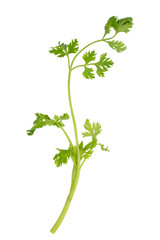 cilantro thai herb isolated on white background.