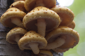 Pholiota aurivella mushroom