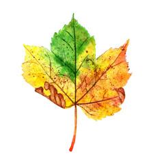 hand drawn watercolor autumn maple leaf isolated on white
