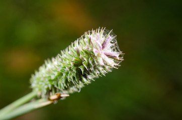 blühendes Wildgras