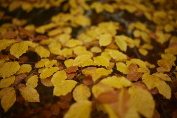 Autumn in a Swedish forrest