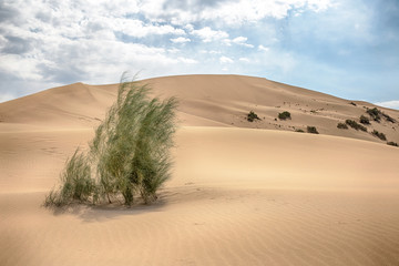 Fototapeta na wymiar Large sand dune and saxaul is in Kazakhstan, Altyn Emel