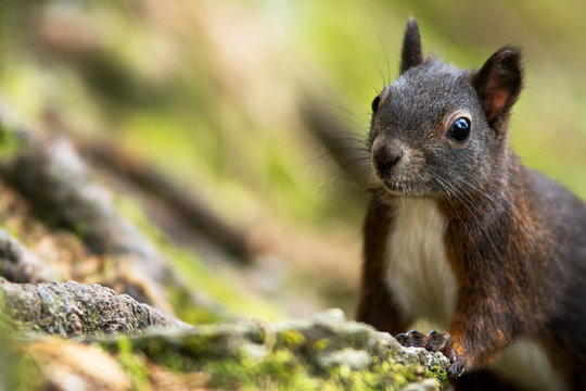 Eichh&ouml;rnchen