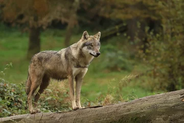 Vitrage gordijnen Wolf De grijze wolf