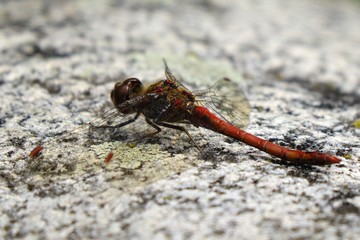 Red dragonfly Odonata sitting on granite like white stone