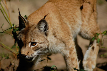 Luchs