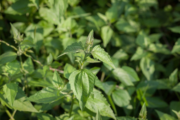 Leaves Bitter bush, herb Thailand