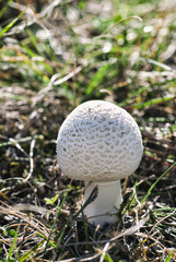Fresh mushroom growing in the grass