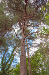 Looking up in the trees.