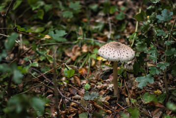 Parasol mushroom  (Macrolepiota procera)