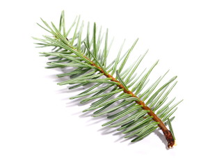 fir tree branch isolated on white